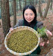 女性喝米斛能消結節嗎有效果嗎